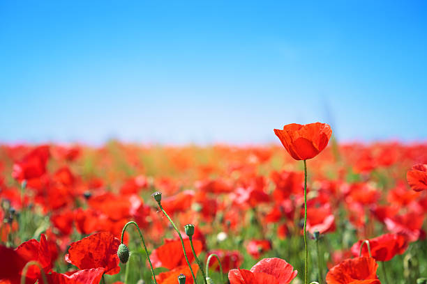 Flowering Poppy Field Beautiful poppy on a sunny summer day. corn poppy photos stock pictures, royalty-free photos & images