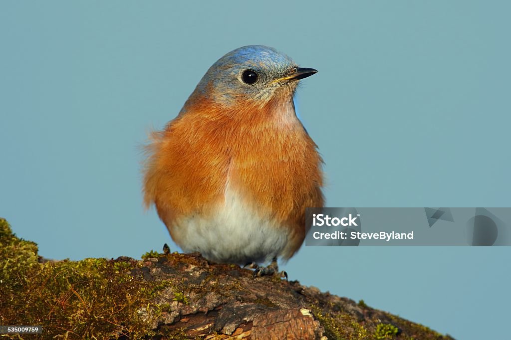 Eastern Bluebird Eastern Bluebird (Sialia sialis) on a moss covered perch with a blue background 2015 Stock Photo