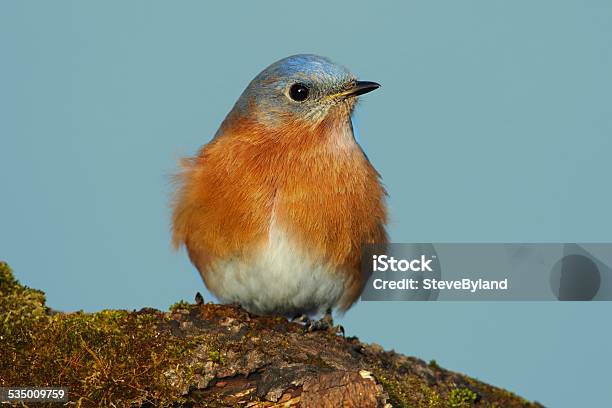 Eastern Bluebird Stock Photo - Download Image Now - 2015, Animal, Animal Body Part