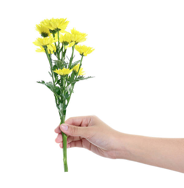 istock hand holding yellow gerbera flower on white background 535011091
