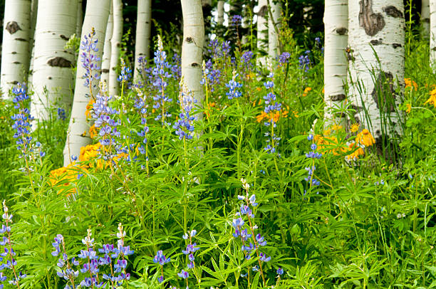 bela aspen e flores florescendo no colorado. - wildflower flower colorado lupine - fotografias e filmes do acervo