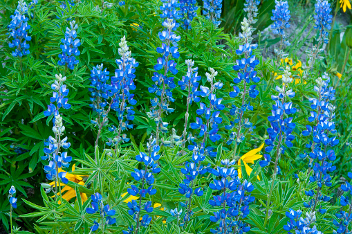 blue, Lupine, spring