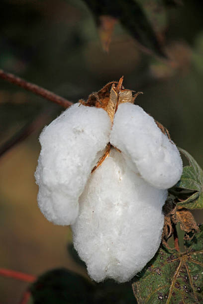 istock Cotton Field, Boll ready for harvest 535022737