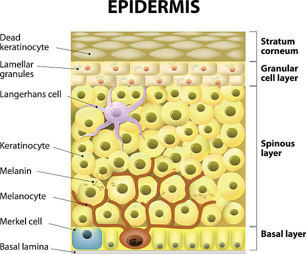 клетка в эпидермиса - melanocyte stock illustrations