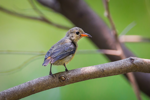 Young  Scarlet-backed Flowerpecker(Dicaeum cruentatum) turn to see us in nature in Thailand