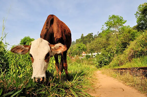 Photo of Cow in front of Buddhist temple, Ella, Sri Lanka