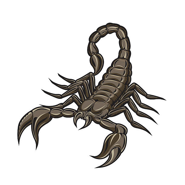 ilustrações de stock, clip art, desenhos animados e ícones de escorpião vector - escorpião aracnídeo