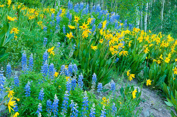 gros plan bleu et jaune tournesols lupin - wildflower flower colorado lupine photos et images de collection