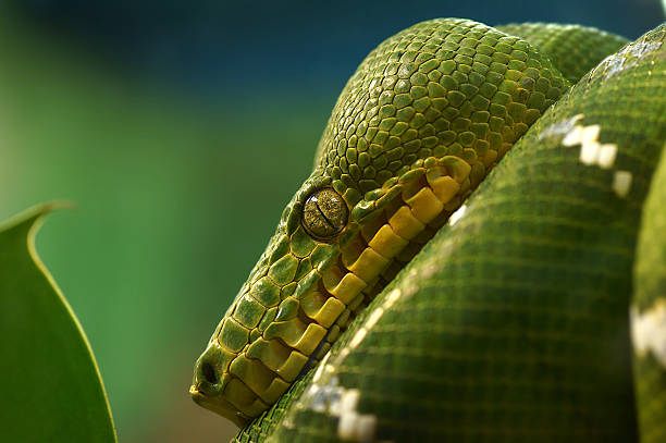 Resting in yourself Hundskopfschlinger green boa snake corallus caninus stock pictures, royalty-free photos & images