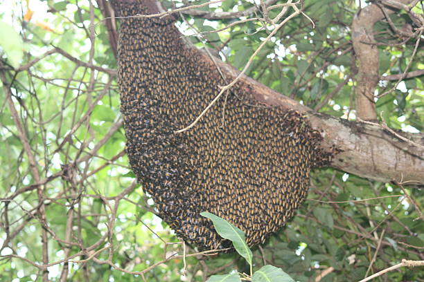 istock Honey comb in the wild 535025881
