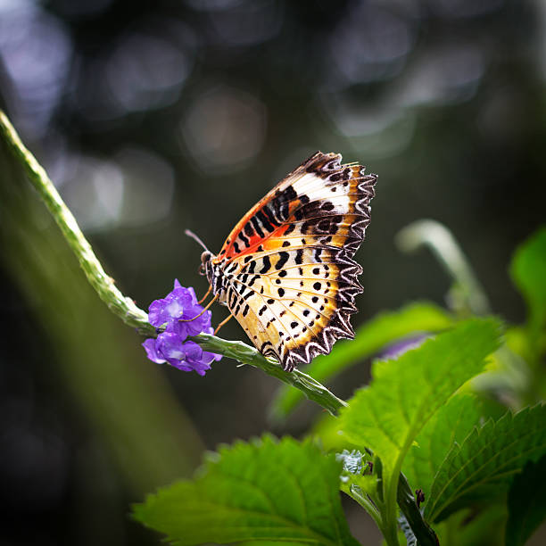 istock Butterfly on the branch 535026487