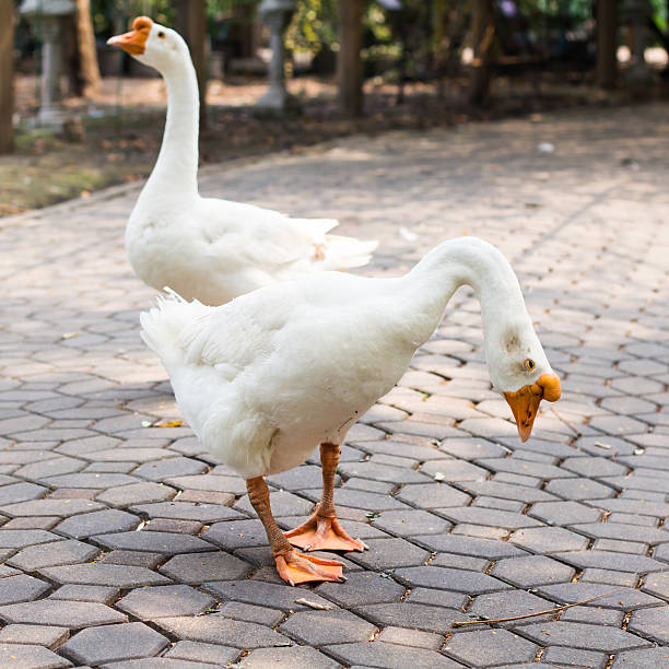 istock Portrait  of goose 535026521