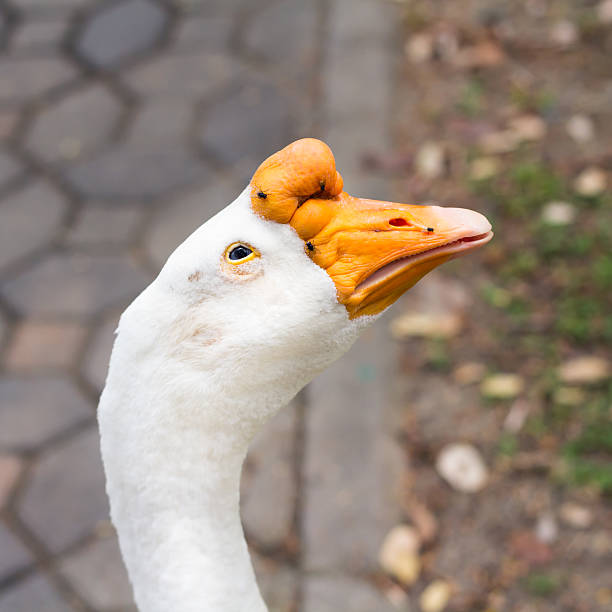 istock Portrait head of goose 535026531
