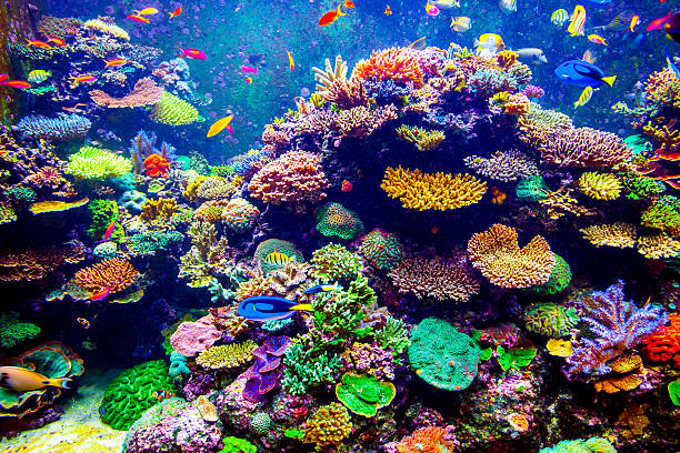 istock Singapore aquarium 535026597