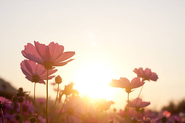 cosmos flower in the garden