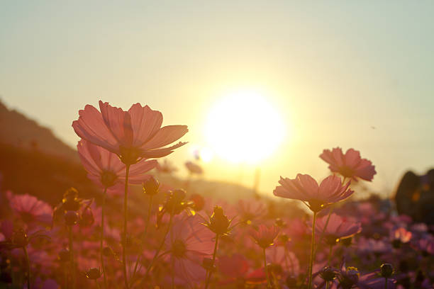 cosmos flower in the garden , cosmos field on sunset