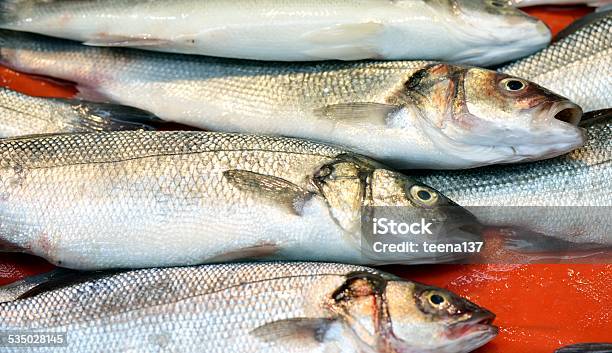 Fresh Sea Fish Stock Photo - Download Image Now - 2015, Freshness, Gilthead Bream