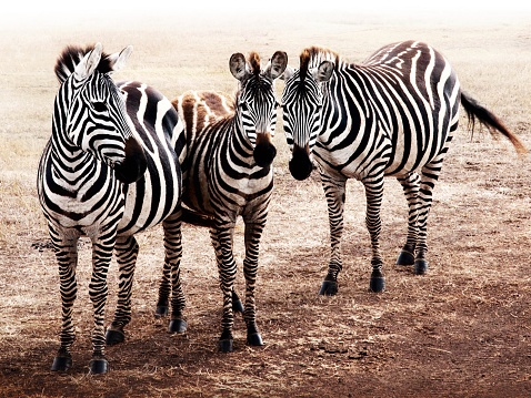 Zebras in the Savanna.