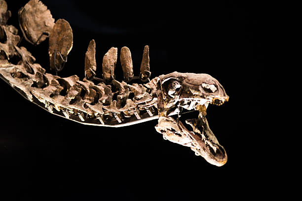replica modello di scheletro stegosauro - stegosauro foto e immagini stock