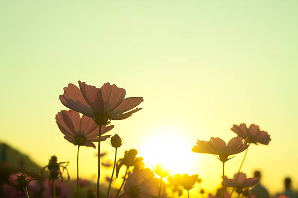 istock cosmos flower in the garden 535029419