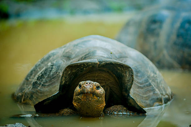 istock turtle in san cristobal galapagos islands 535029921