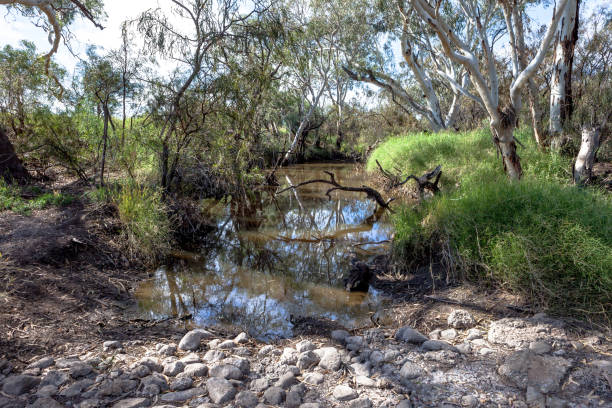 istock Creek on a farm in Australia. 535029985