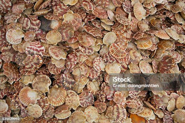 Live Scallops From A Sea At Mui Ne Fishing Village Stock Photo - Download Image Now - 2015, Adult, Asia