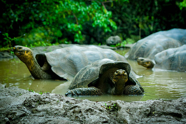 giant turtles in san cristobal galapagos islands