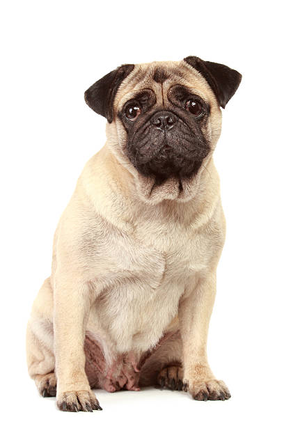 istock Pug dog on white background 535030531