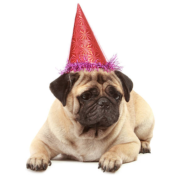 istock cute Pug dog with hat on white background 535040243