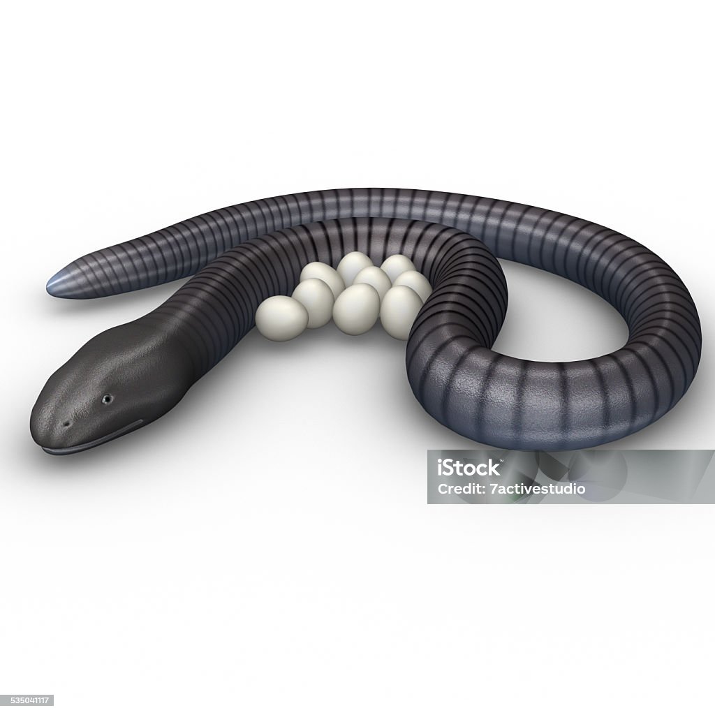 Ichthyophis Glutinosus Stock Photo Download Image Now 2015