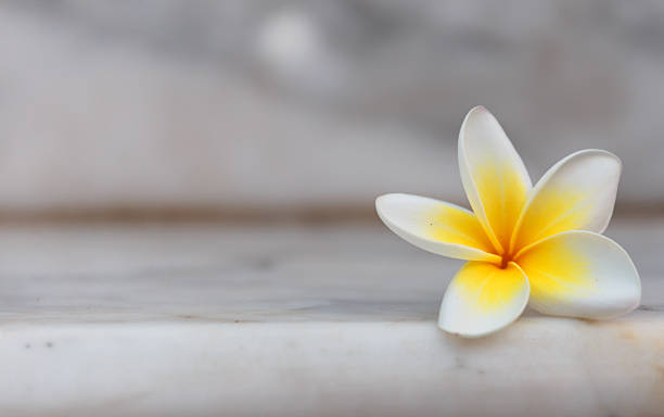 istock White flower on stone background 535041225