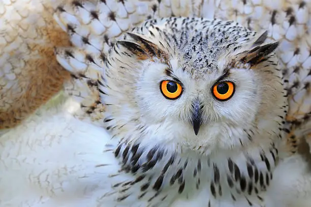 Photo of Snowy owl