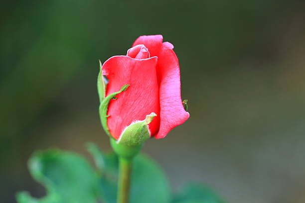 Rosa flor - foto de stock