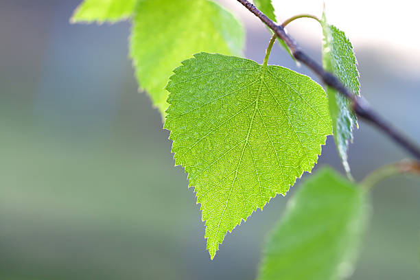 istock green leaf of a birch close up macro 535041253
