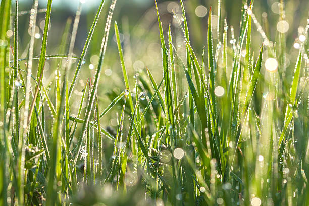 istock green blur background from a grass 535041259