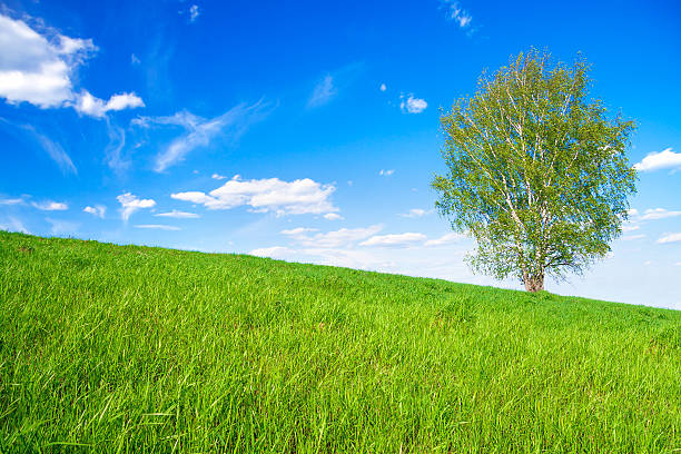 весенний пейзаж с одно дерево в поле - landscape tree field solitude стоковые фото и изображения