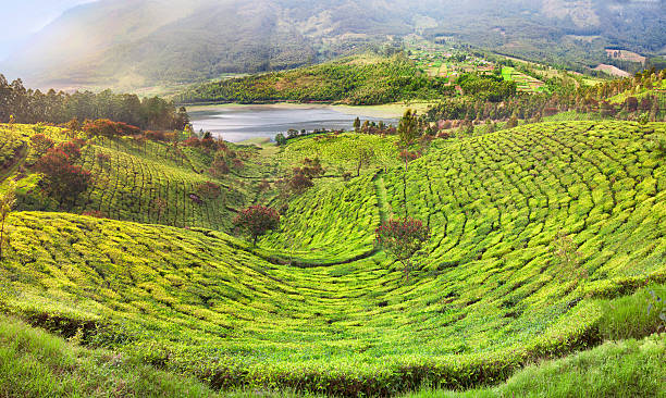 istock Tea Plantation in Munnar, India 535041339