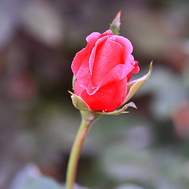 Flor de rosa - foto de stock