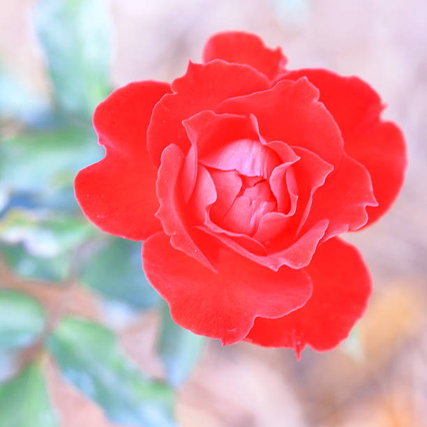 Flor de rosa - foto de stock