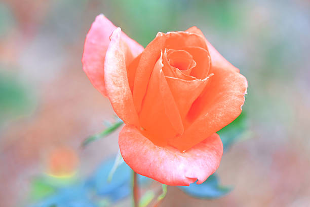 Rosa flor - foto de stock