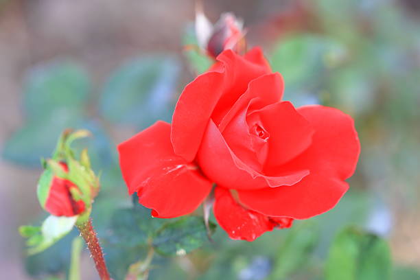 Flor rosa roja - foto de stock