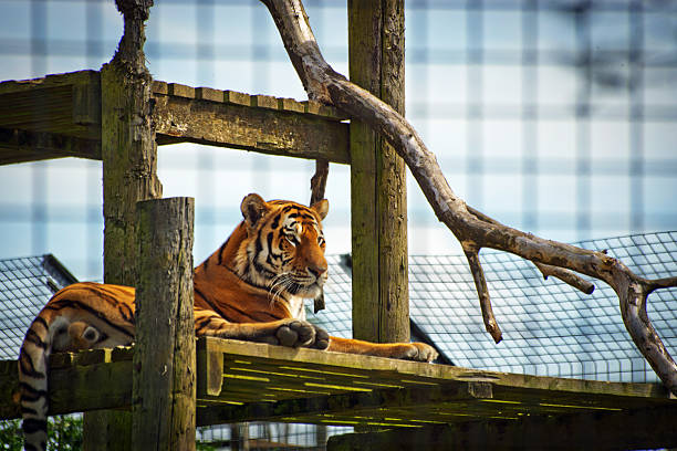 tiger en plataforma - tiger bengal tiger circus black fotografías e imágenes de stock