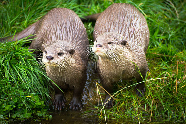istock Otter family 535042605
