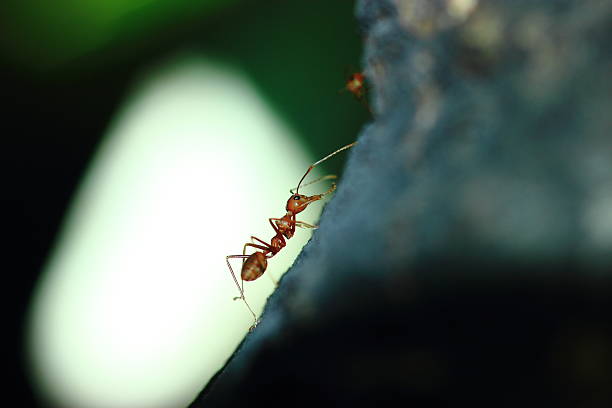 istock Ants are industrious insects 535042623