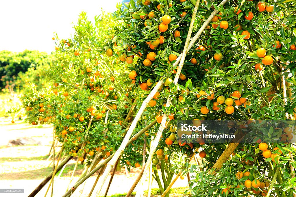 Closeup orange tree Fresh orange on tree,Orange Farm,Orange park 2015 Stock Photo