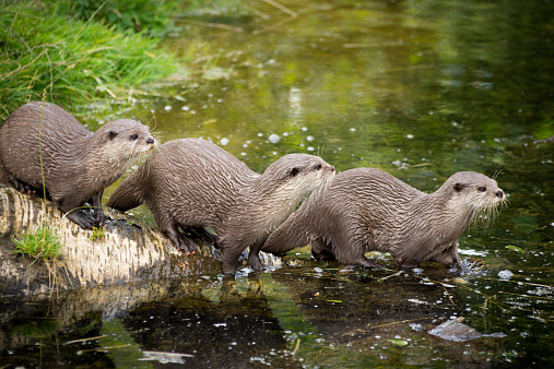 Group of 3 otters