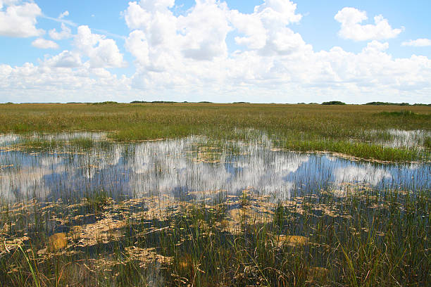 istock Everglades National Park 535044681