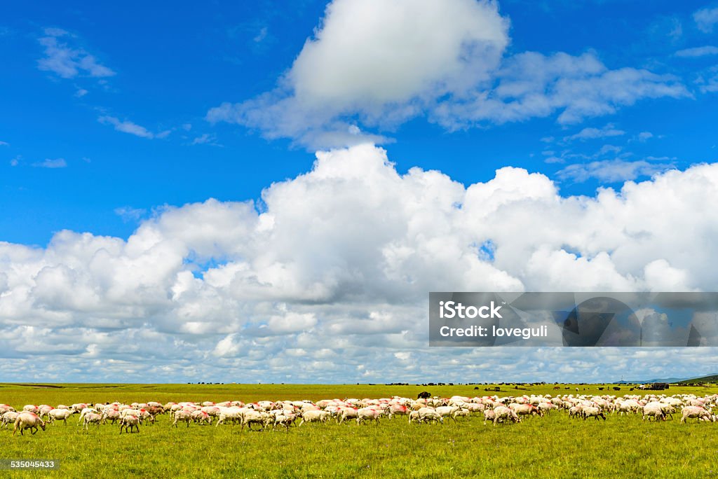 skyline and group of sheep on meadow in tibet it's cloudy day and group of sheep are eating grass on  meadow in tibet.  The mountains are far away in the scene. 2015 Stock Photo