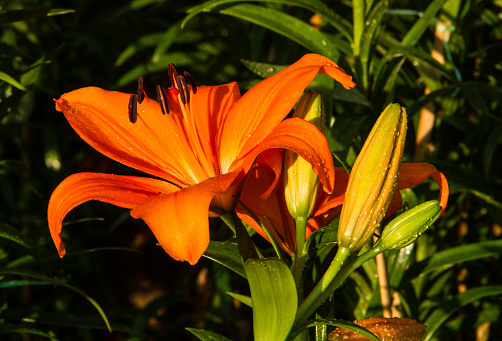 Orange lily in the garden.